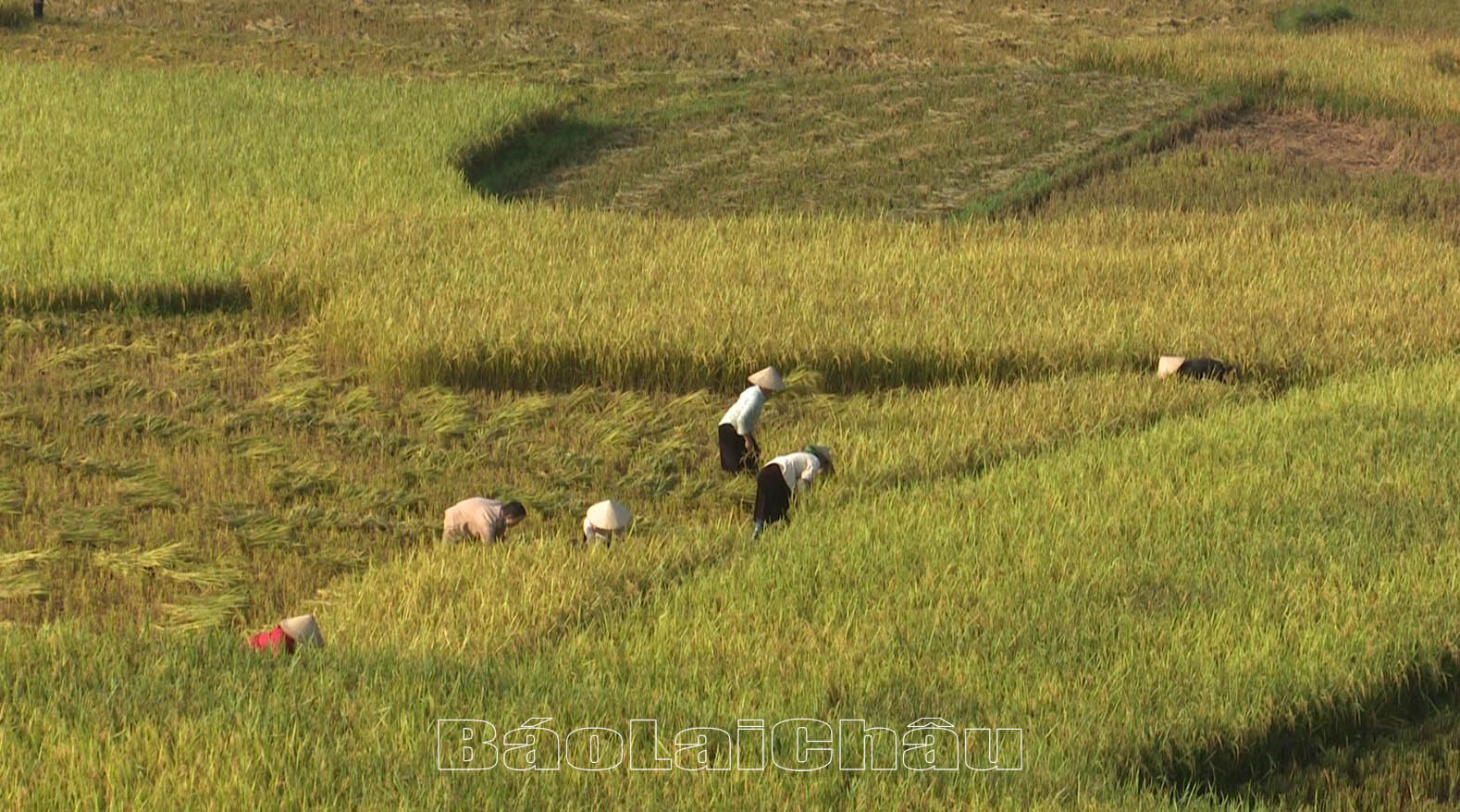 Cánh đồng lúa huyện Than Uyên vào mùa thu hoạch.